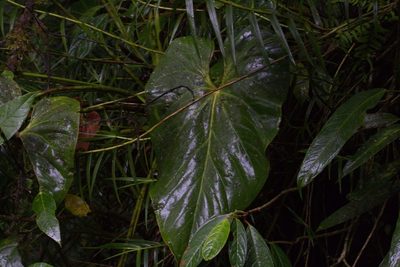 Anthurium monteverdense, photographed by Jake Rehage