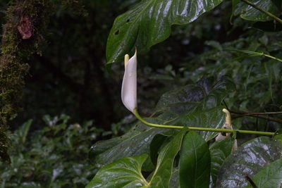 Anthurium monteverdense, photographed by Jake Rehage