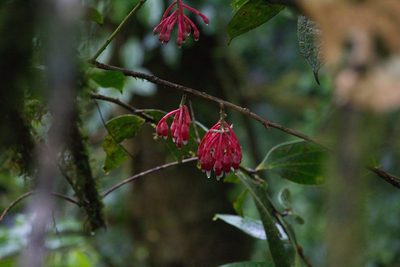 Psammisia ulbrichiana, photographed by Jake Rehage