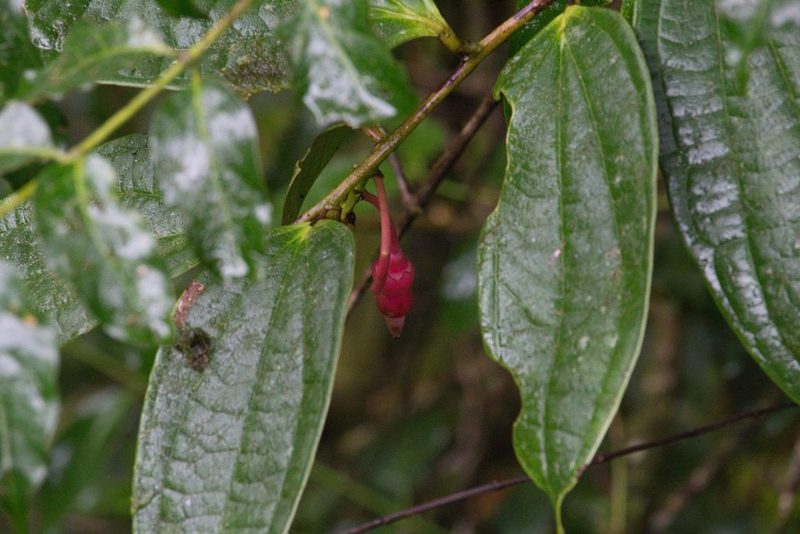 Psammisia ulbrichiana, photographed by Jake Rehage