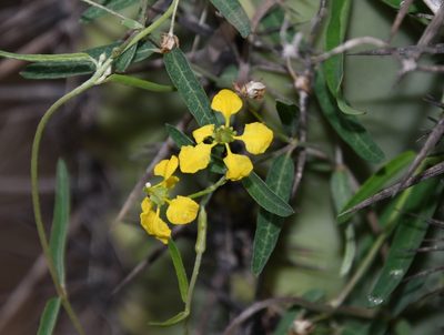Cottsia gracilis, photographed by Mike Ostrowski