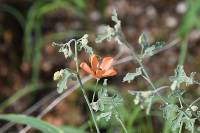 Sphaeralcea laxa, photographed by Mike Ostrowski