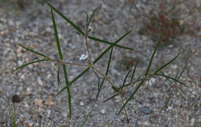 Euphorbia florida, photographed by Mike Ostrowski