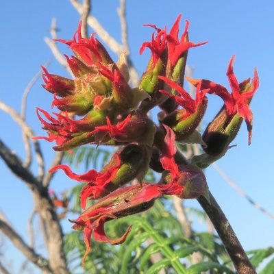 Melianthus pectinatus, photographed by Kevin Murray