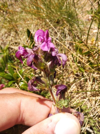 Pedicularis pyrenaica, photographed by Ben Costamagna