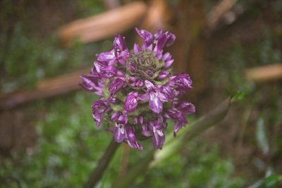 Goeppertia zebrina, photographed by Jake Rehage