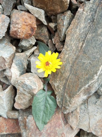 Crepis pygmaea, photographed by Ben Costamagna