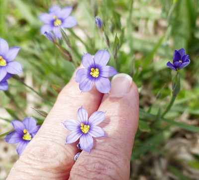 Sisyrinchium pruinosum, photographed by Wendy McCrady