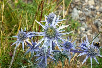 Eryngium bourgatii, photographed by Thibaud Aronson