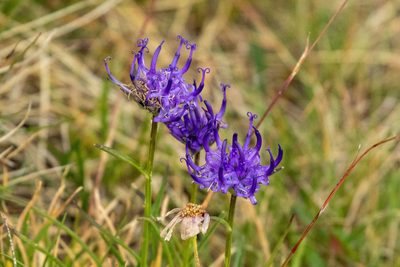 Phyteuma hemisphaericum, photographed by Thibaud Aronson