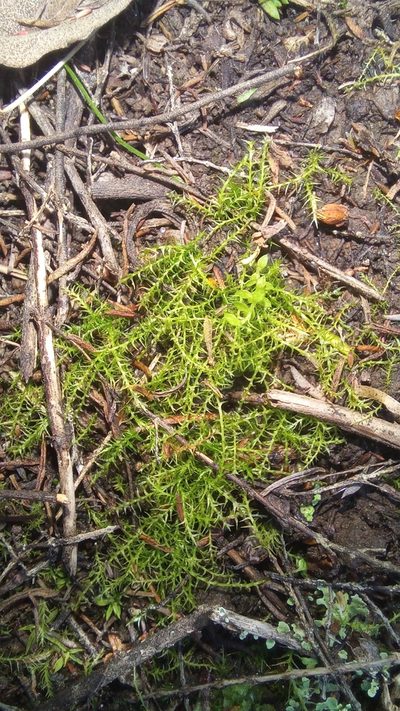 Pleuridium ecklonii, photographed by kevin koen