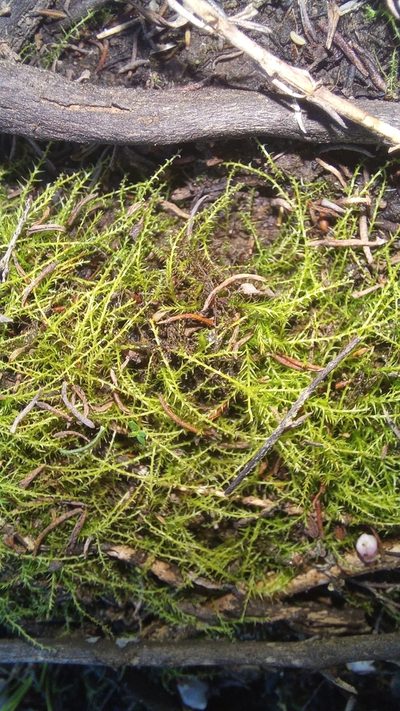 Pleuridium ecklonii, photographed by kevin koen
