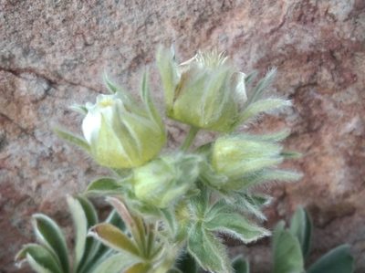 Potentilla nivalis, photographed by Ben Costamagna