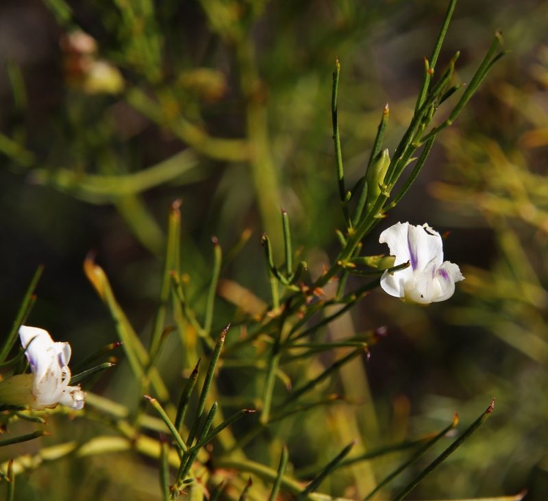 Psoralea oreopola, photographed by Tony Rebelo