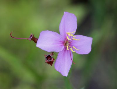 Rhexia alifanus, photographed by Kim
