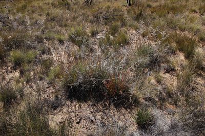 Dilatris ixioides, photographed by Tony Rebelo