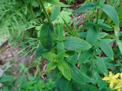 Hypericum hirsutum, photographed by Thomas Koffel