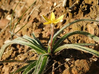 Hypoxis floccosa, photographed by Klaus Wehrlin