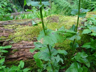 Rumex alpestris, photographed by Thomas Koffel