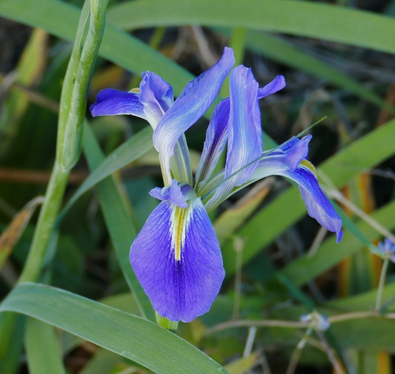 Iris hexagona, photographed by Wendy McCrady