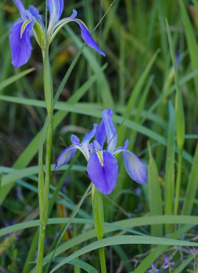 Iris hexagona, photographed by Wendy McCrady