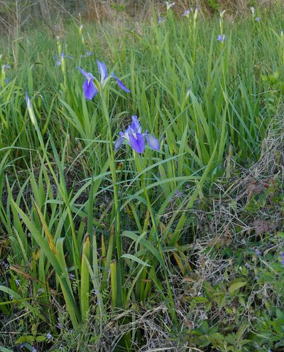 Iris hexagona, photographed by Wendy McCrady