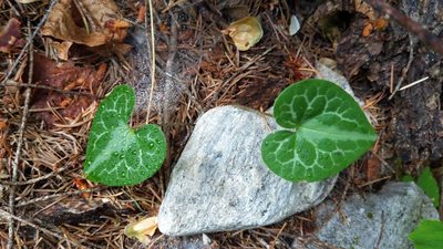 Asarum marmoratum, photographed by Noland Martin