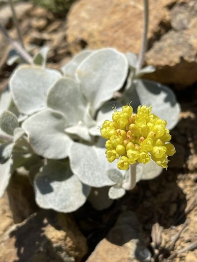 Eriogonum alpinum, photographed by Dee Shea Himes