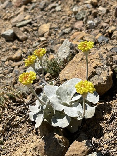 Eriogonum alpinum, photographed by Dee Shea Himes