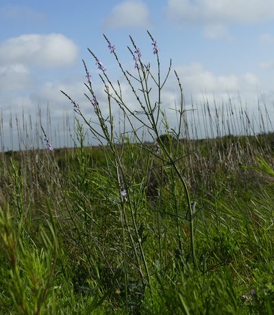 Verbena xutha, photographed by Wendy McCrady