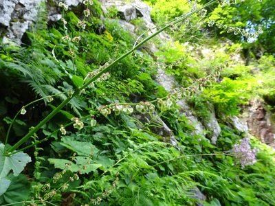 Rumex alpestris, photographed by Thomas Koffel