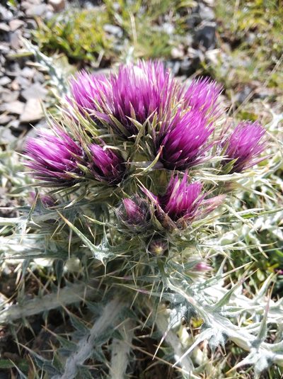 Carduus carlinoides, photographed by Ben Costamagna