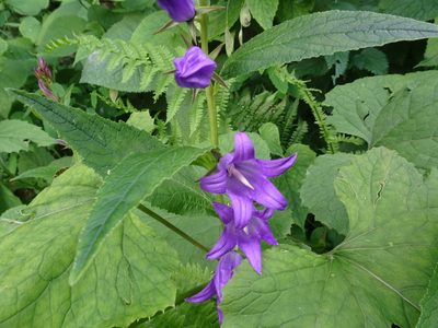 Campanula latifolia, photographed by Thomas Koffel