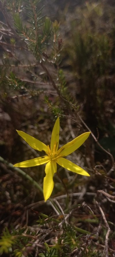 Pauridia maryae, photographed by kevin koen