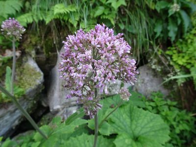 Adenostyles alliariae, photographed by Thomas Koffel