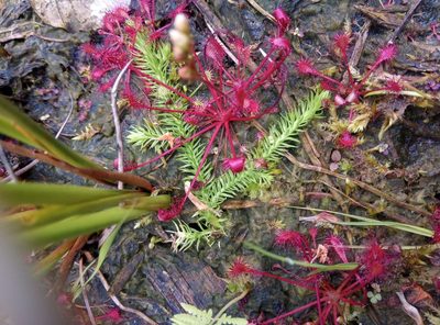 Lycopodiella inundata, photographed by leighmus