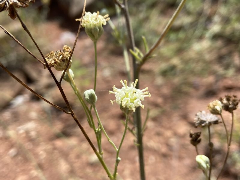 Hymenopappus tenuifolius, photographed by Reid Hardin