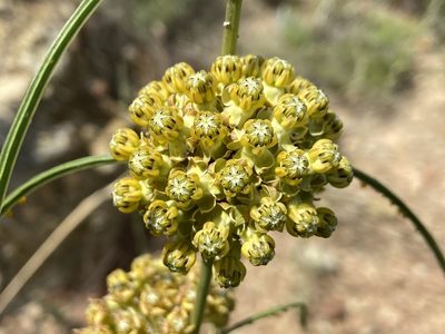 Asclepias engelmanniana, photographed by Reid Hardin