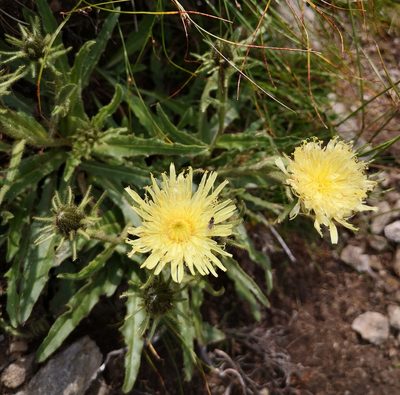 Schlagintweitia intybacea, photographed by E. A.