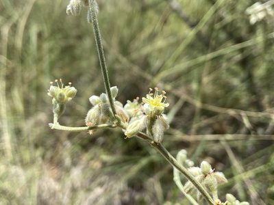 Eriogonum longifolium, photographed by Reid Hardin