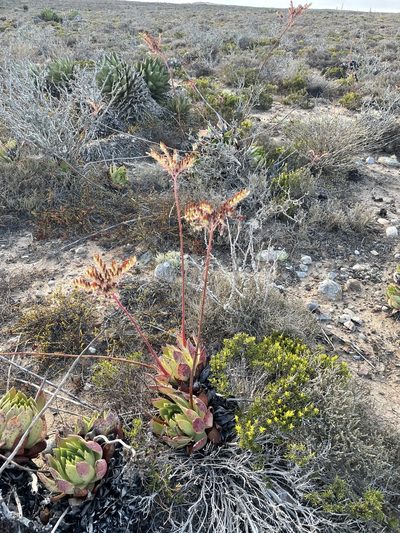 Dudleya ingens, photographed by Jim Riley