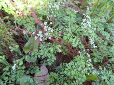 Aegopodium decumbens, photographed by Marco Mussita