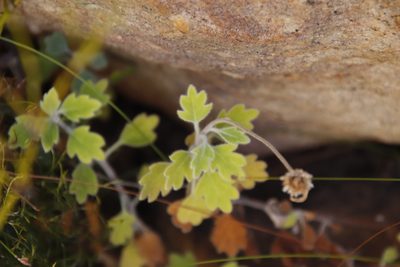 Lidbeckia quinqueloba, photographed by Tony Rebelo
