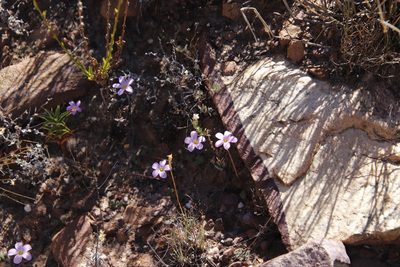 Oxalis pocockiae, photographed by Tony Rebelo