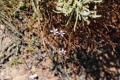 Prismatocarpus diffusus, photographed by Tony Rebelo
