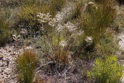 Dilatris ixioides, photographed by Tony Rebelo
