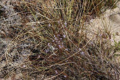 Prismatocarpus diffusus, photographed by Tony Rebelo