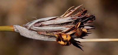 Bobartia rufa, photographed by Tony Rebelo