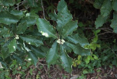 Quercus prinoides, photographed by Jeff Clark
