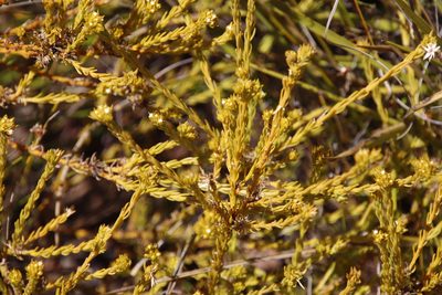 Thesium carinatum, photographed by Tony Rebelo